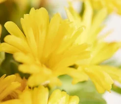 Dehner Steingartenstauden > Mittagsblume 'Firespinner', verschiedene Farben