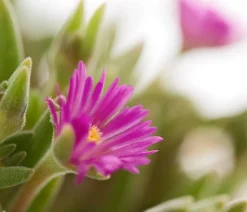 Dehner Steingartenstauden > Mittagsblume 'Firespinner', verschiedene Farben