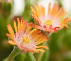 Dehner Steingartenstauden > Mittagsblume 'Firespinner', verschiedene Farben