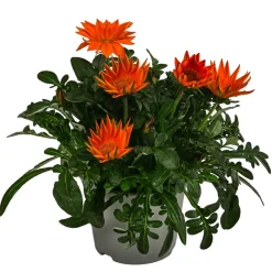 Dehner Sommerblumen > Mittagsgold, verschiedene Farben