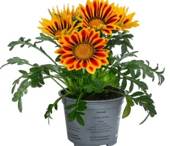 Dehner Sommerblumen > Mittagsgold, verschiedene Farben