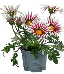 Dehner Sommerblumen > Mittagsgold, verschiedene Farben
