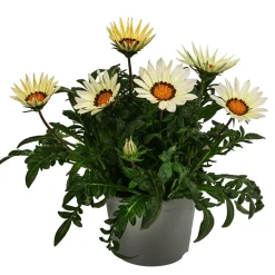 Dehner Sommerblumen > Mittagsgold, verschiedene Farben