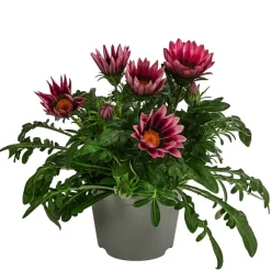 Dehner Sommerblumen > Mittagsgold, verschiedene Farben