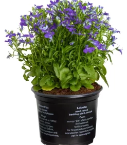 Dehner Sommerblumen > Männertreu