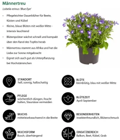 Dehner Sommerblumen > Männertreu 'Blue Eye'