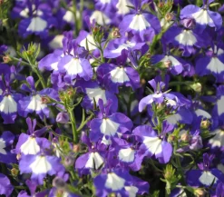 Dehner Sommerblumen > Männertreu 'Blue Eye'