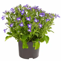 Dehner Sommerblumen > Männertreu 'Blue Eye'