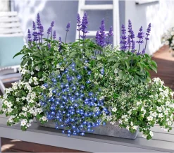 Dehner Sommerblumen > Männertreu 'Blue Eye'