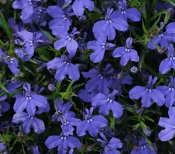 Dehner Hängende Sommerblüher|Sommerblumen > Männertreu 'XXL', hängend