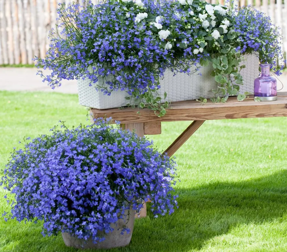 Dehner Hängende Sommerblüher|Sommerblumen > Männertreu 'XXL', hängend
