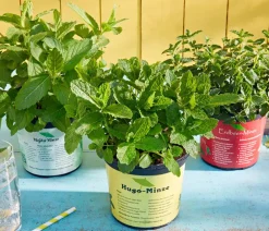 Dehner Mojito-Minze Grün Best