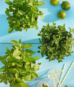 Dehner Mojito-Minze Grün Best