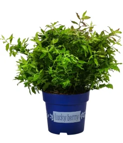Dehner Heidelbeeren 4-Monats-Heidelbeere 'Lucky Berry®' Blau Online