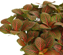Dehner Grünpflanzen > Mosaikpflanze - Fittonia verschaffeltii, verschiedene Sorten