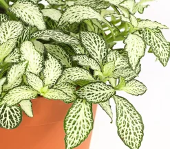 Dehner Mosaikpflanze - Fittonia verschaffeltii, verschiedene Sorten Weiß Online