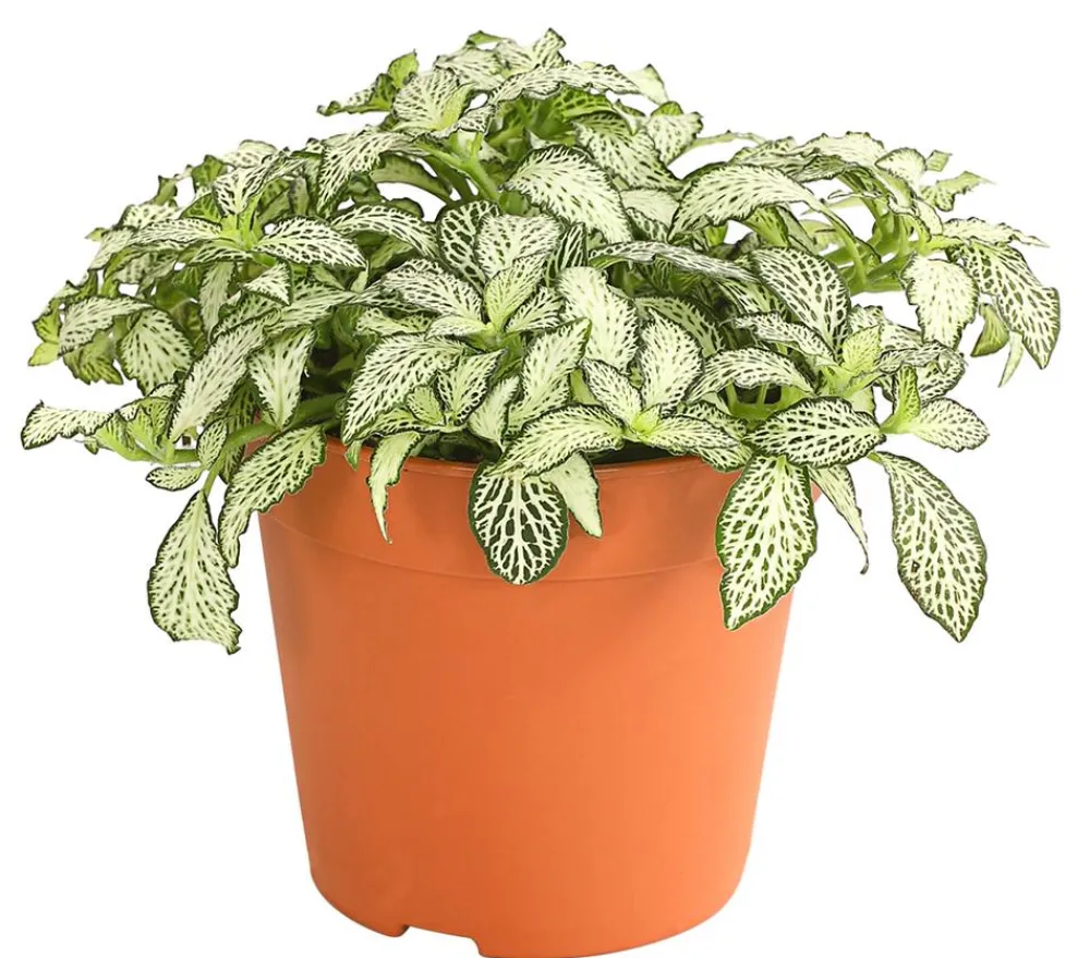 Dehner Mosaikpflanze - Fittonia verschaffeltii, verschiedene Sorten Weiß Online