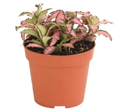 Dehner Mosaikpflanze - Fittonia verschaffeltii, verschiedene Sorten Bunt Clearance