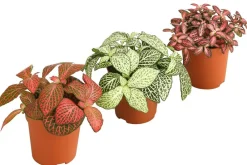 Dehner Mosaikpflanzen-Set - Fittonia, 3-teilig Bunt Online