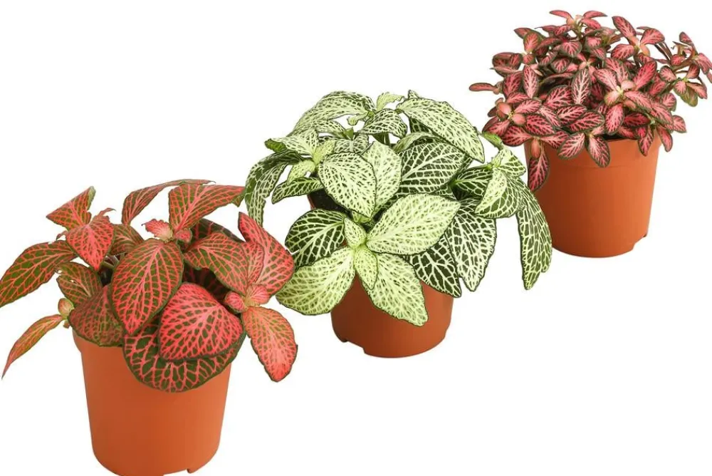 Dehner Mosaikpflanzen-Set - Fittonia, 3-teilig Bunt Online
