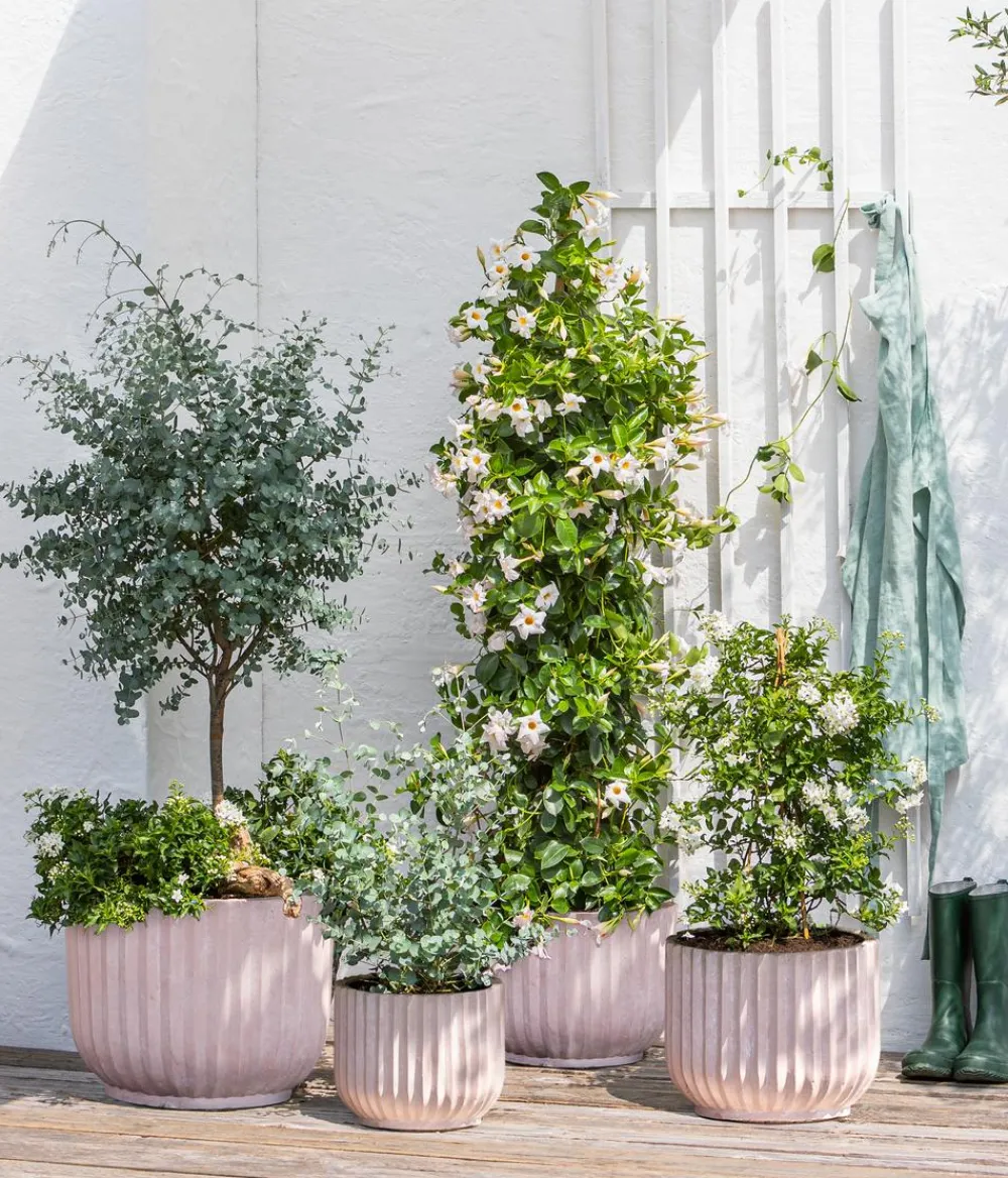 Dehner Winterharte Kübelpflanzen|Terrassenpflanzen > Mostgummi-Eukalyptus 'Azura'