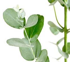 Dehner Winterharte Kübelpflanzen|Terrassenpflanzen > Mostgummi-Eukalyptus 'Azura'