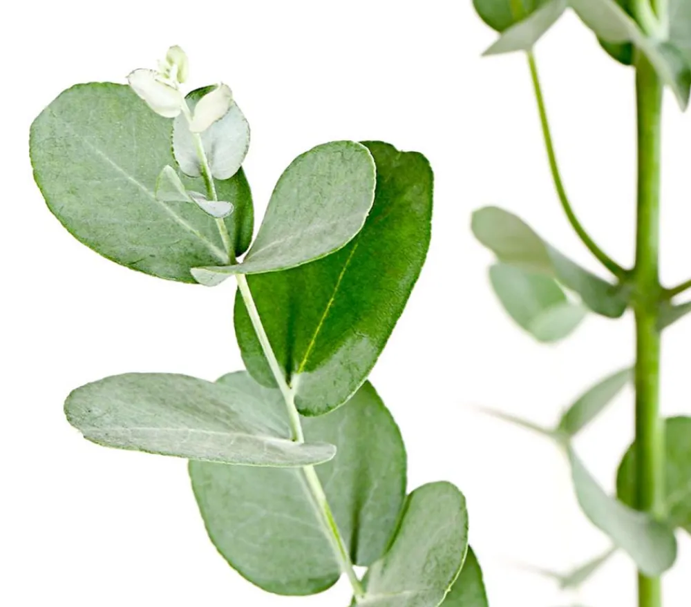 Dehner Winterharte Kübelpflanzen|Terrassenpflanzen > Mostgummi-Eukalyptus 'Azura'