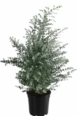 Dehner Mostgummi-Eukalyptus 'Azura' New