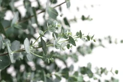 Dehner Mostgummi-Eukalyptus 'Azura' New