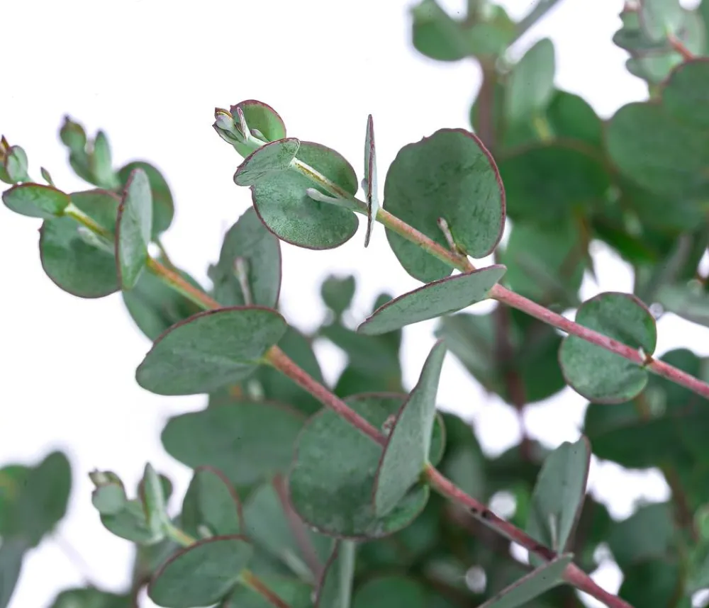Dehner Winterharte Kübelpflanzen|Terrassenpflanzen - Mostgummi-Eukalyptus 'Azura'