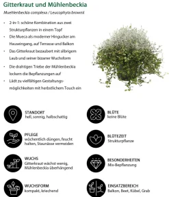 Dehner Grabschmuck & Grabgestaltung|Terrassenpflanzen > Mueca - Gitterkraut und Mühlenbeckia