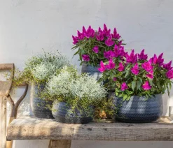 Dehner Grabschmuck & Grabgestaltung|Terrassenpflanzen > Mueca - Gitterkraut und Mühlenbeckia