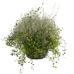 Dehner Mueca - Gitterkraut und Mühlenbeckia Hot