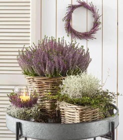 Dehner Grabschmuck & Grabgestaltung|Terrassenpflanzen - Mueca - Gitterkraut und Mühlenbeckia