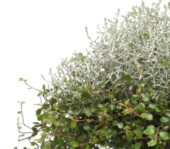 Dehner Grabschmuck & Grabgestaltung|Terrassenpflanzen - Mueca - Gitterkraut und Mühlenbeckia