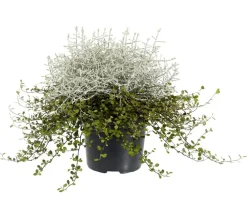 Dehner Grabschmuck & Grabgestaltung|Terrassenpflanzen - Mueca - Gitterkraut und Mühlenbeckia