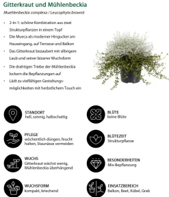 Dehner Grabschmuck & Grabgestaltung|Terrassenpflanzen - Mueca - Gitterkraut und Mühlenbeckia