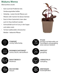 Dehner Garten- & Heilkräuter|Küchenkräuter - Mukunu Wenna Dunkelrot