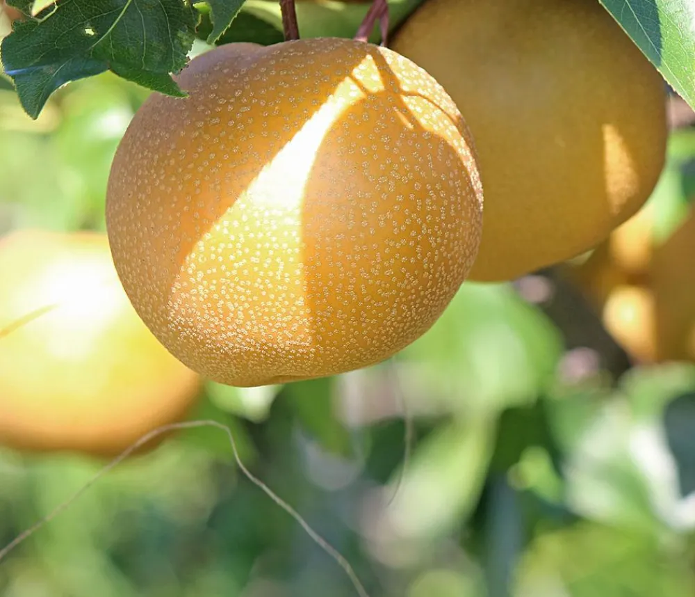 Dehner Nüsse & Besondere Obstbäume|Obstbäume - Nashi-Birne 'Nijiseiki' Gelb