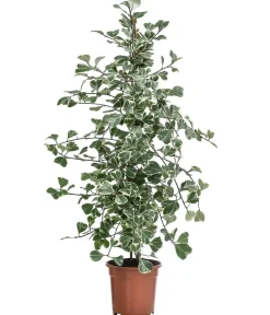 Dehner Grünpflanzen > Natalfeige - Ficus triangularis variegata