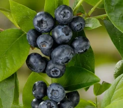Dehner Heidelbeeren Heidelbeeren|Beerensträucher > Natur-Heidelbeere 'Emil'