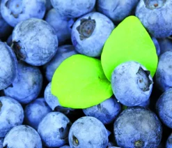 Dehner Heidelbeeren Heidelbeeren|Beerensträucher > Natur-Heidelbeere 'Emil'