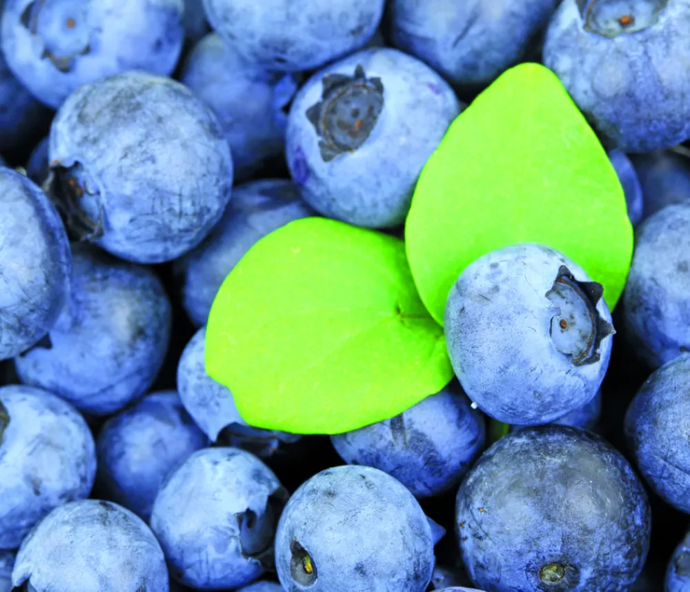 Dehner Heidelbeeren Heidelbeeren|Beerensträucher > Natur-Heidelbeere 'Emil'