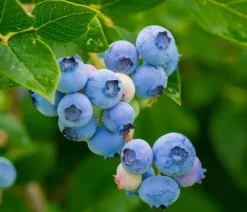 Dehner Heidelbeeren Heidelbeeren|Beerensträucher - Natur-Heidelbeere 'Putte' Dunkelblau
