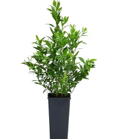 Dehner Heidelbeeren Heidelbeeren|Beerensträucher - Natur-Heidelbeere 'Putte' Dunkelblau
