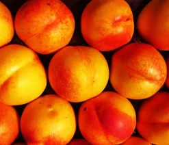 Dehner Obstbäume|Aprikosen- & Pfirsichbäume > Nektarine 'Crimson Gold'
