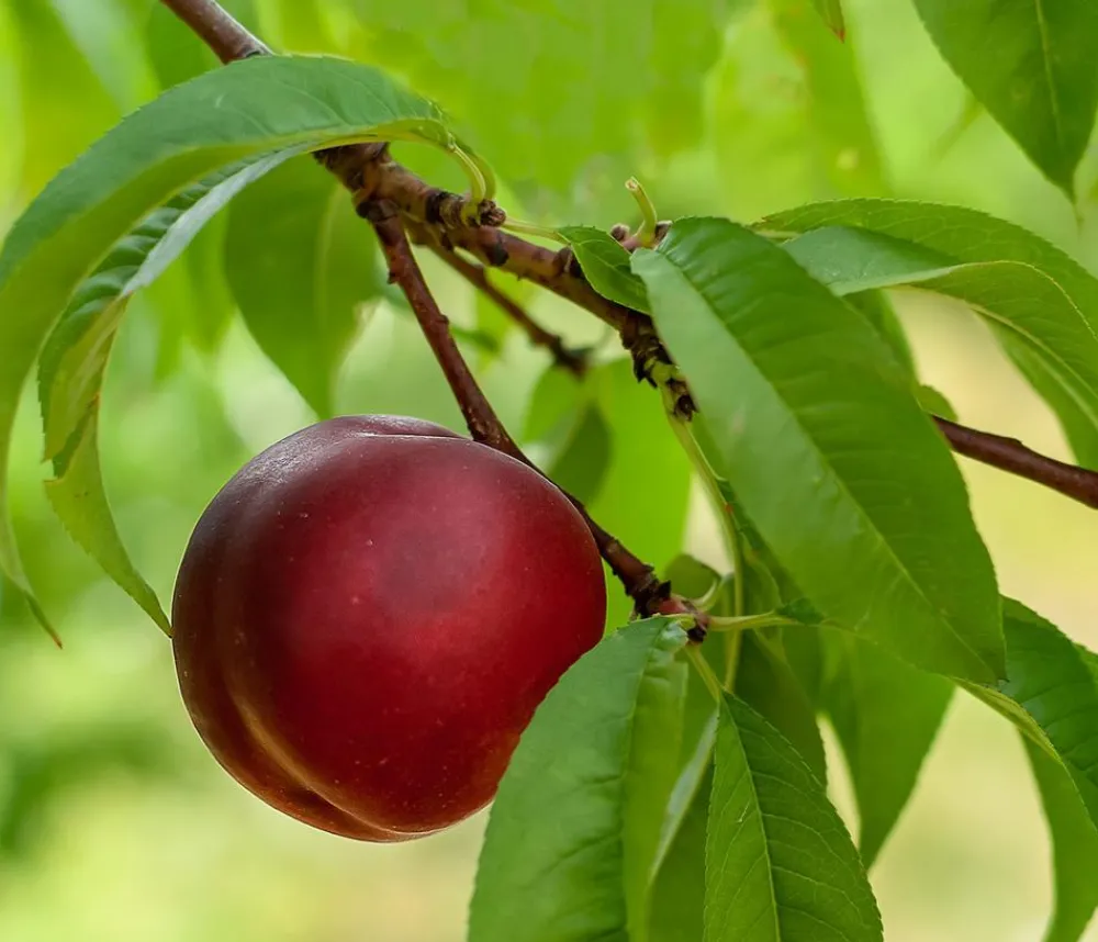 Dehner Obstbäume|Aprikosen- & Pfirsichbäume - Nektarine 'Fantasia' Rot