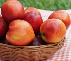 Dehner Obstbäume|Aprikosen- & Pfirsichbäume > Nektarine 'Snow Queen'