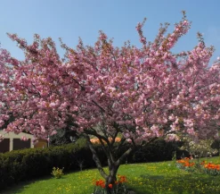 Dehner Laubgehölze|Blühende Sträucher - Nelken-Kirsche 'Kanzan' Rosa