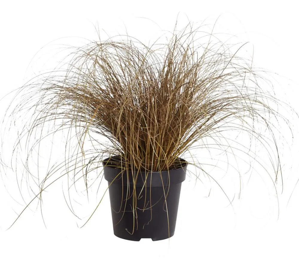 Dehner Neuseeland-Segge 'Bronze Form' Discount